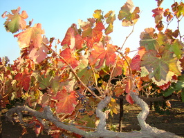 2009 10-Lodi California